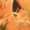 オレンジな花見