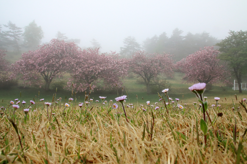 みちのく桜 - 2015ラスト