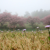みちのく桜 - 2015ラスト