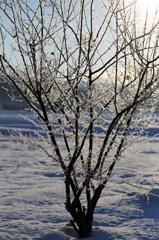 -10℃の朝 - 光耀2