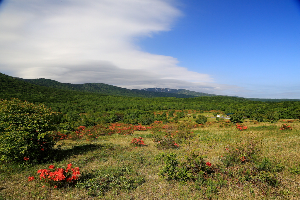 レンゲツツジ咲く高原