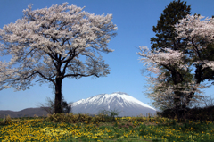 二本桜 - 岩手牧場Ⅱ