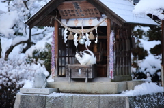 健康猫