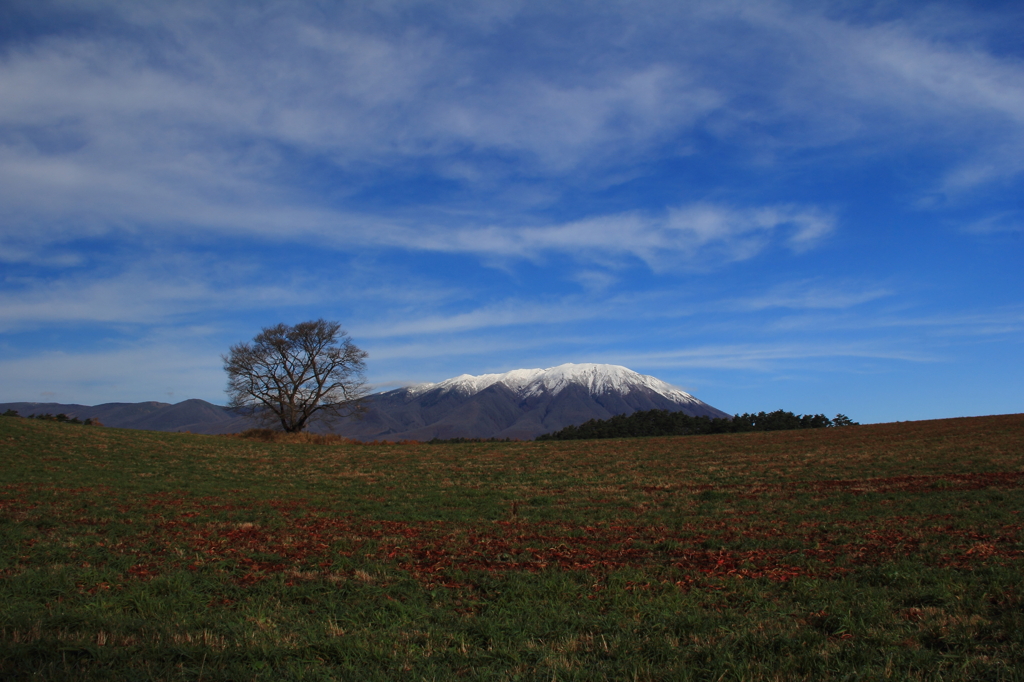 晩秋の小岩井一本桜-2