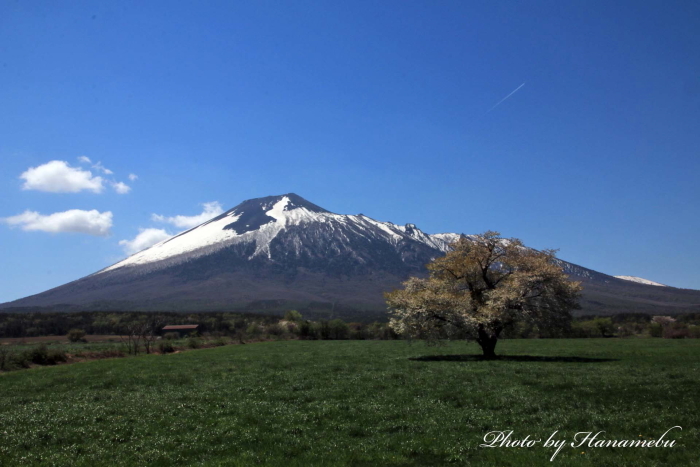 上坊の一本桜