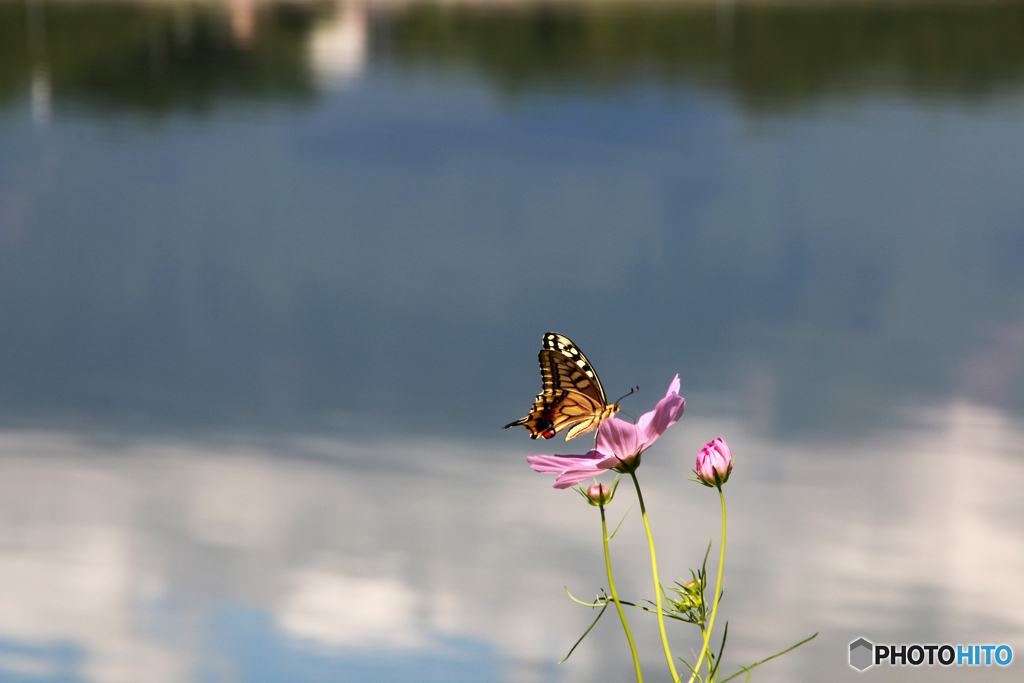 蝶の湖