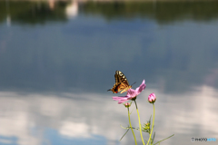 蝶の湖