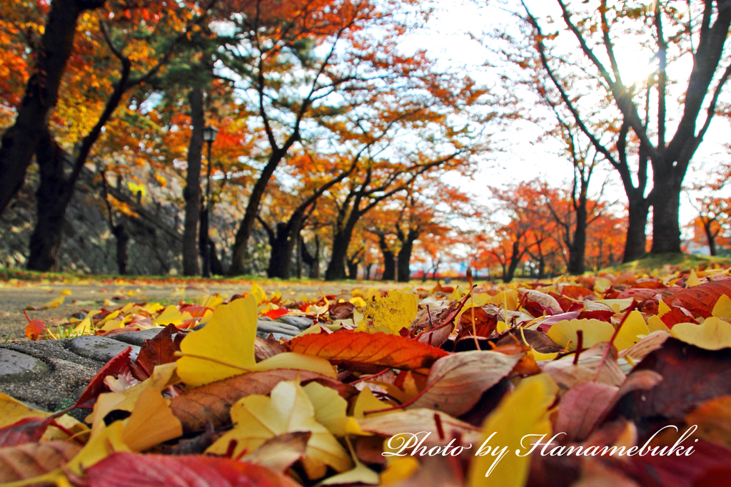 みちのく紅葉 - 盛岡城跡公園Ⅱ