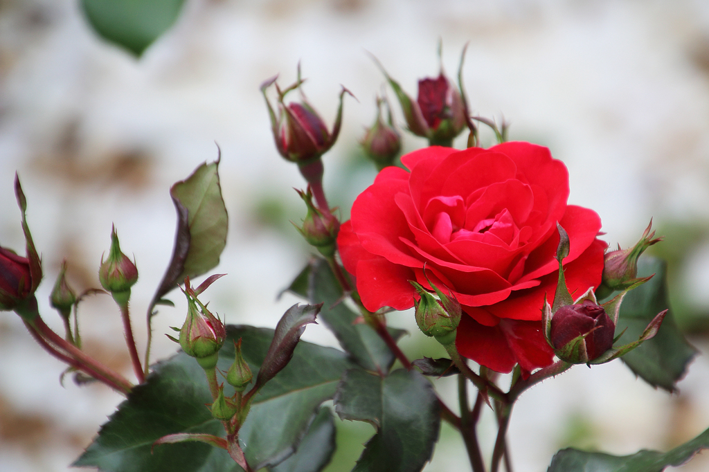 薔薇の種類はわかりませんⅧ