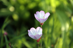 花の名前は苦手です…