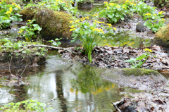 花の名前は苦手です…リュウキンカ