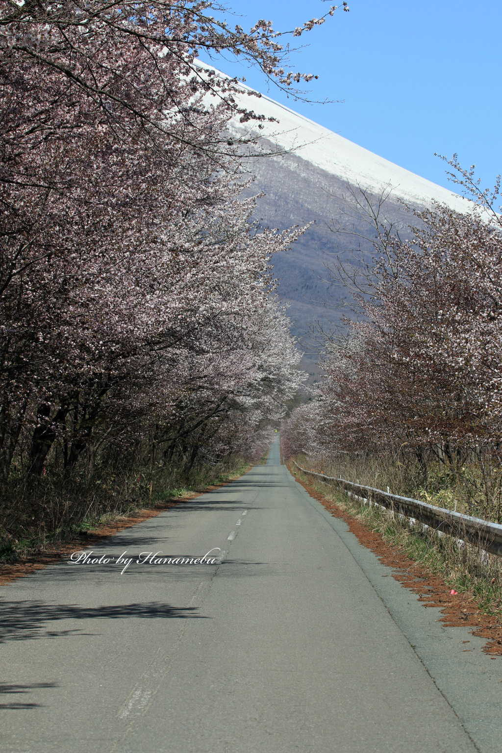 みちのくの春 - 桜の回廊