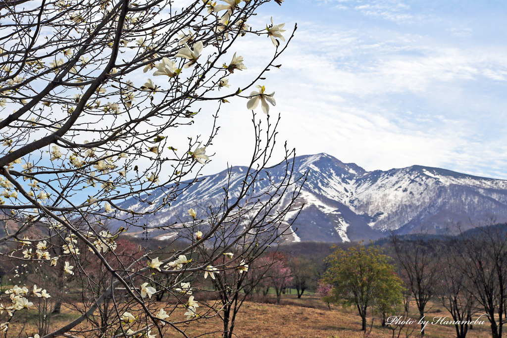 みちのくの春 - 秋田駒ヶ岳