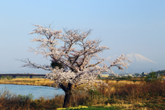 みちのく桜 - 手代森一本桜