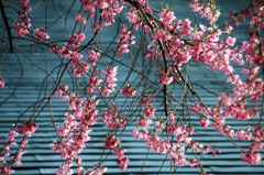 みちのく桜 - コヒガンザクラ