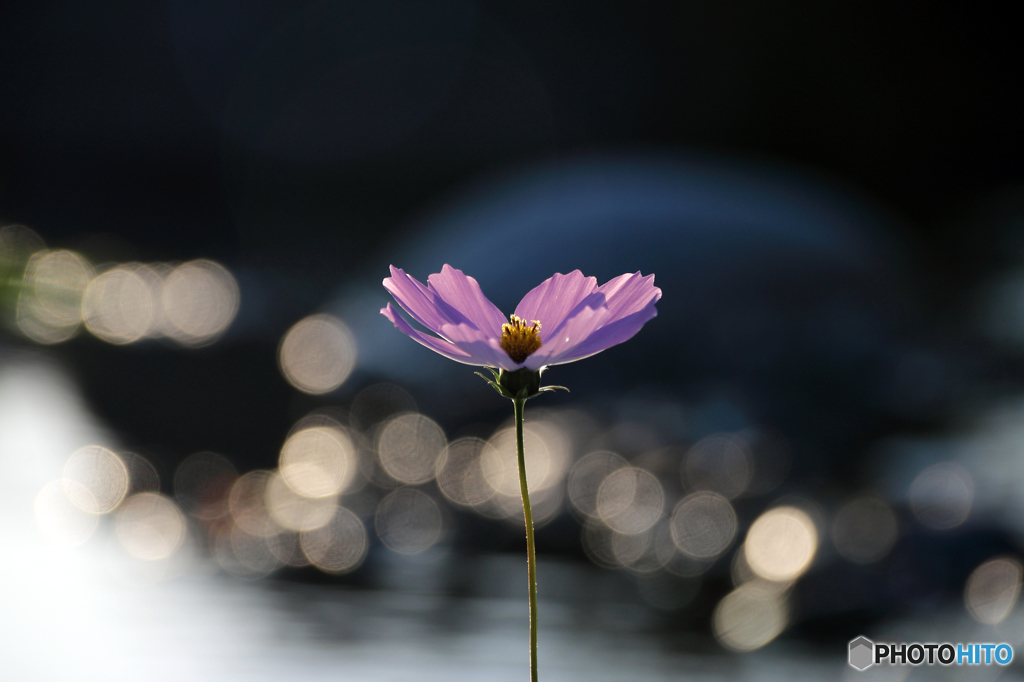 秋桜のメロディー