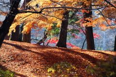 里の彩 - 木陰