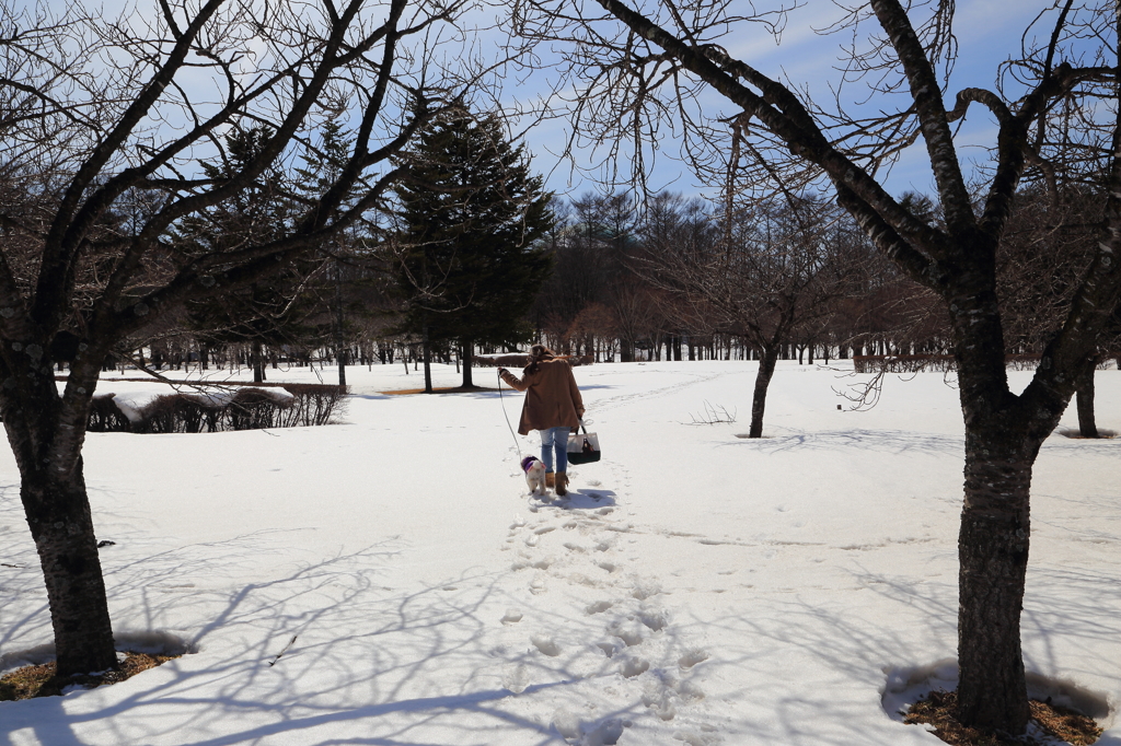 雪根開き