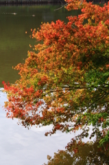 紅葉のグラデーション - 高松の池