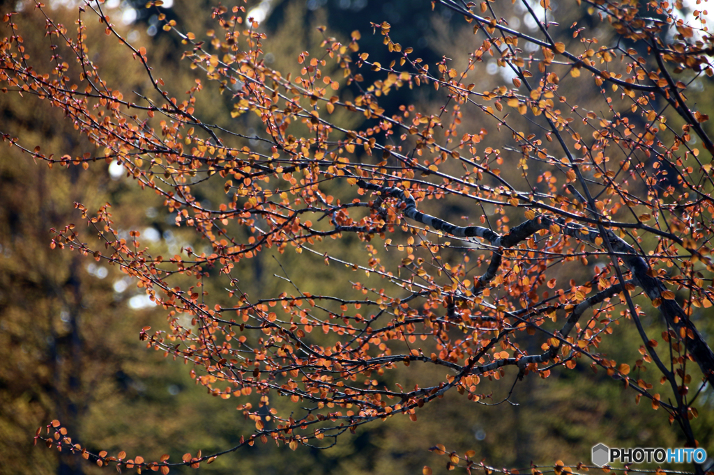 春紅葉Ⅲ