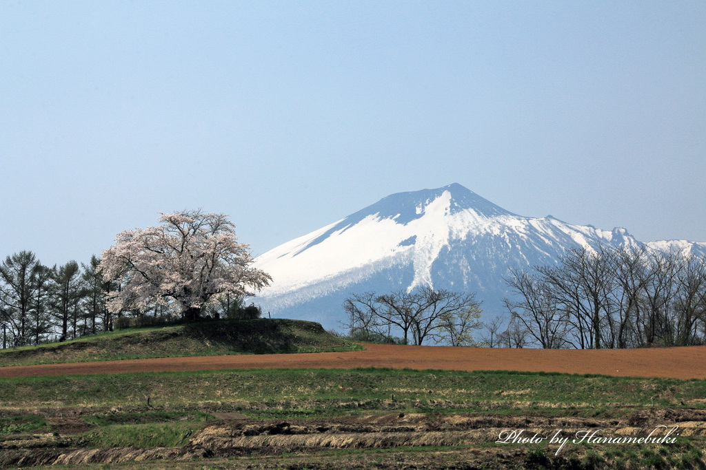 鯉の滝登り - 為内の一本桜