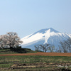 鯉の滝登り - 為内の一本桜