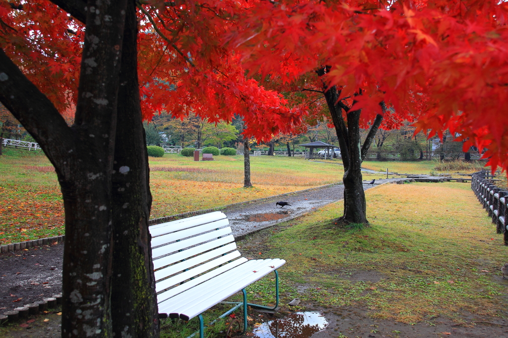 雨上がりの朝 - 2