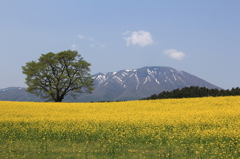 小岩井一本桜1