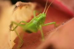潜む