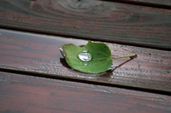 雨上がりⅣ