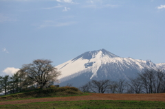 為内の一本桜 - Ⅰ