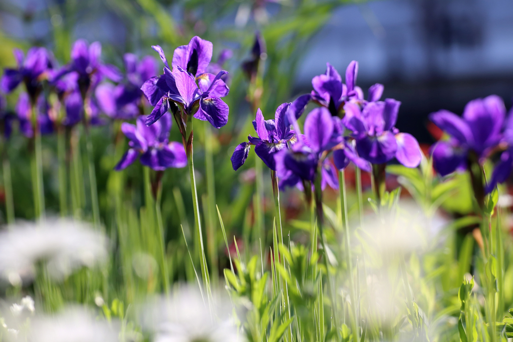 花の名前は苦手です…菖蒲？アヤメ？