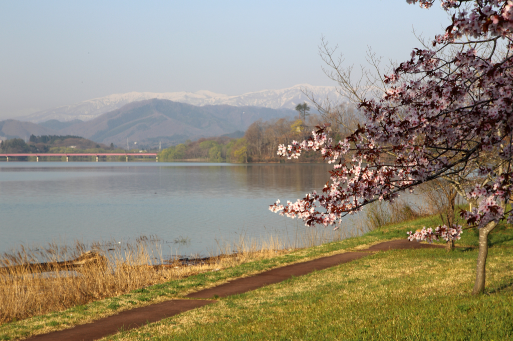 みちのく桜 - 湖畔の桜