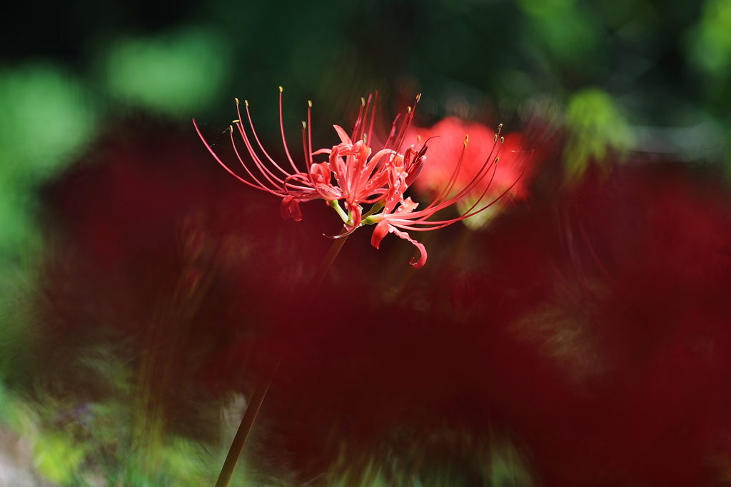 みちのく花魁2014-4