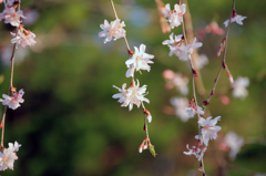 十月桜