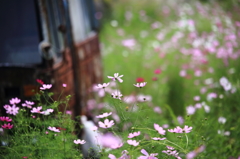 廃車と秋桜