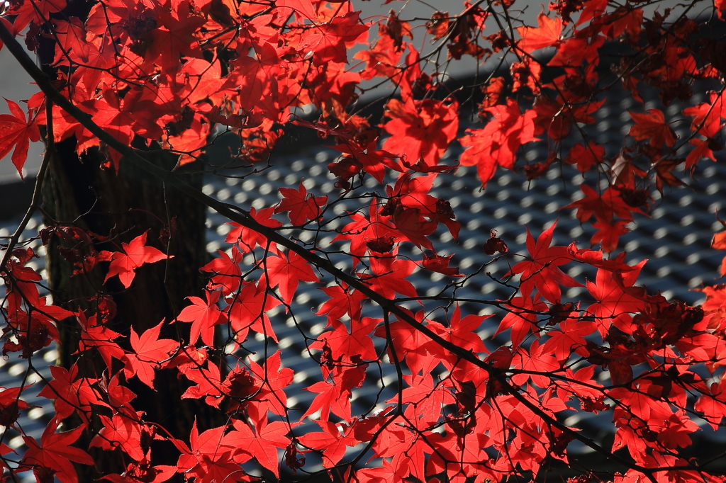 2014みちのく紅葉ラスト2
