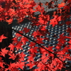 2014みちのく紅葉ラスト2