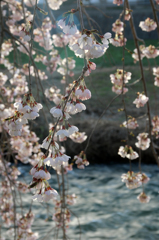 みちのく桜 - 中津川