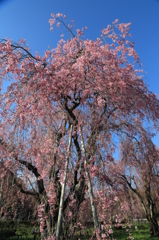 盛岡市米内浄水場 - 枝垂桜