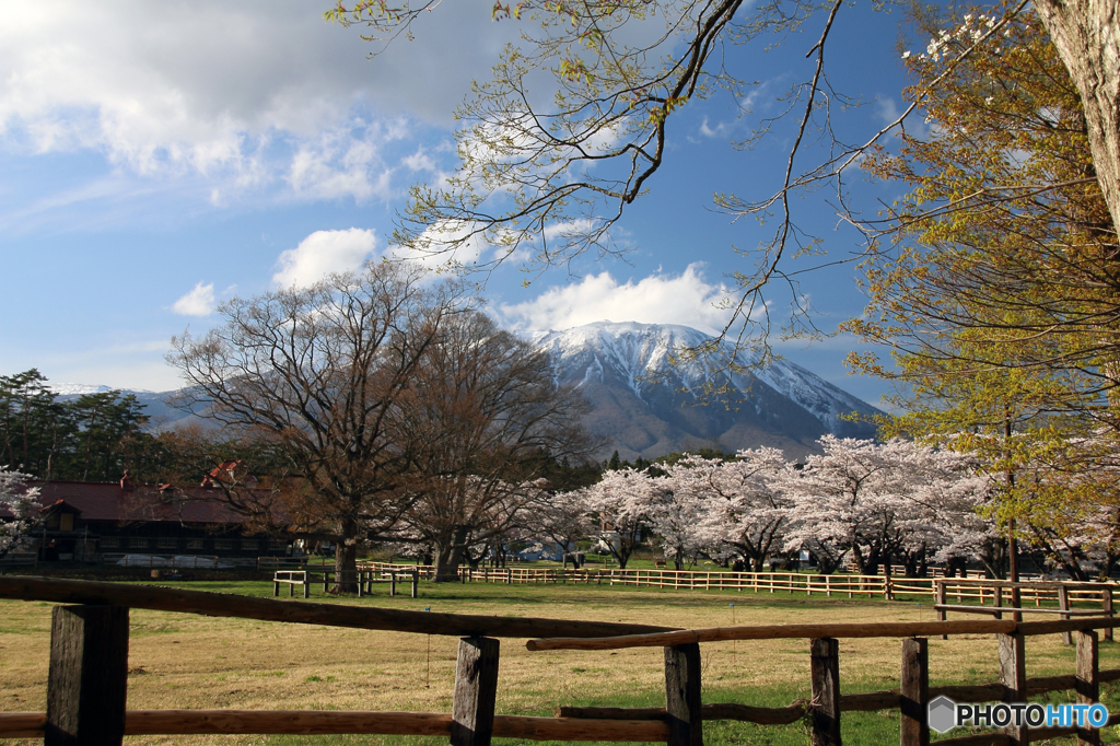 小岩井農場の春