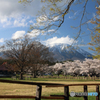小岩井農場の春