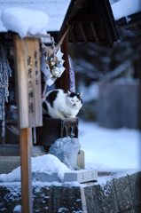 健康猫2