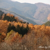 唐松の彩Ⅱ