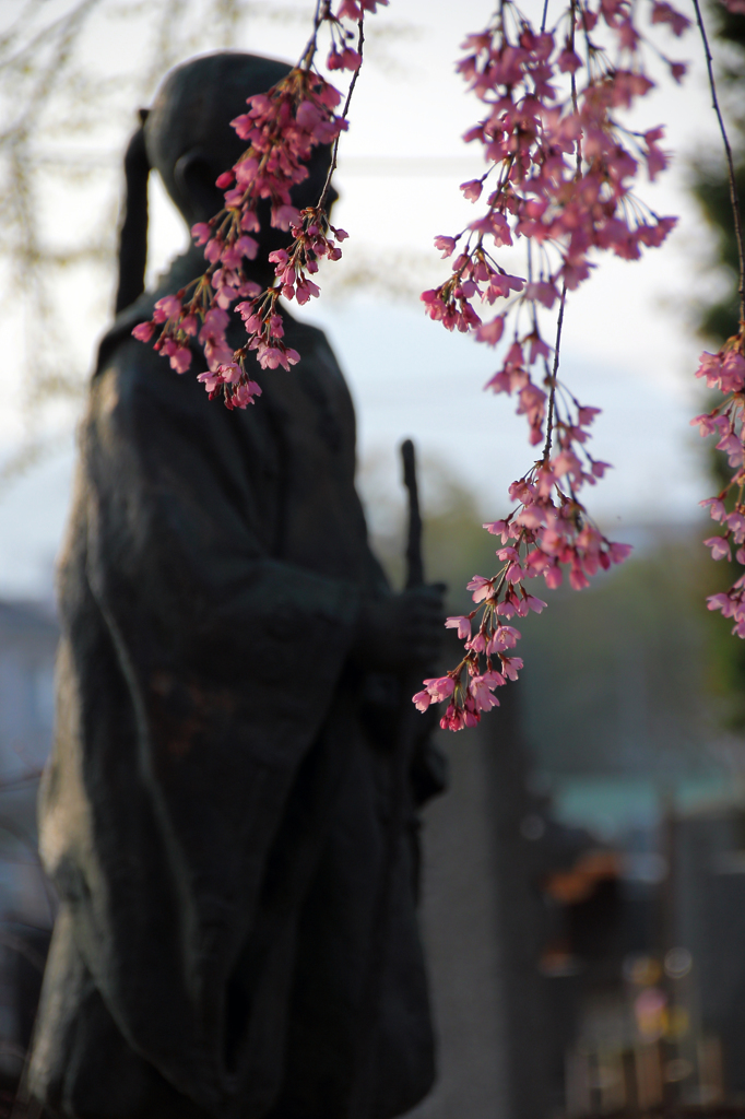 みちのく桜 - 旅立ちの法然さまⅢ