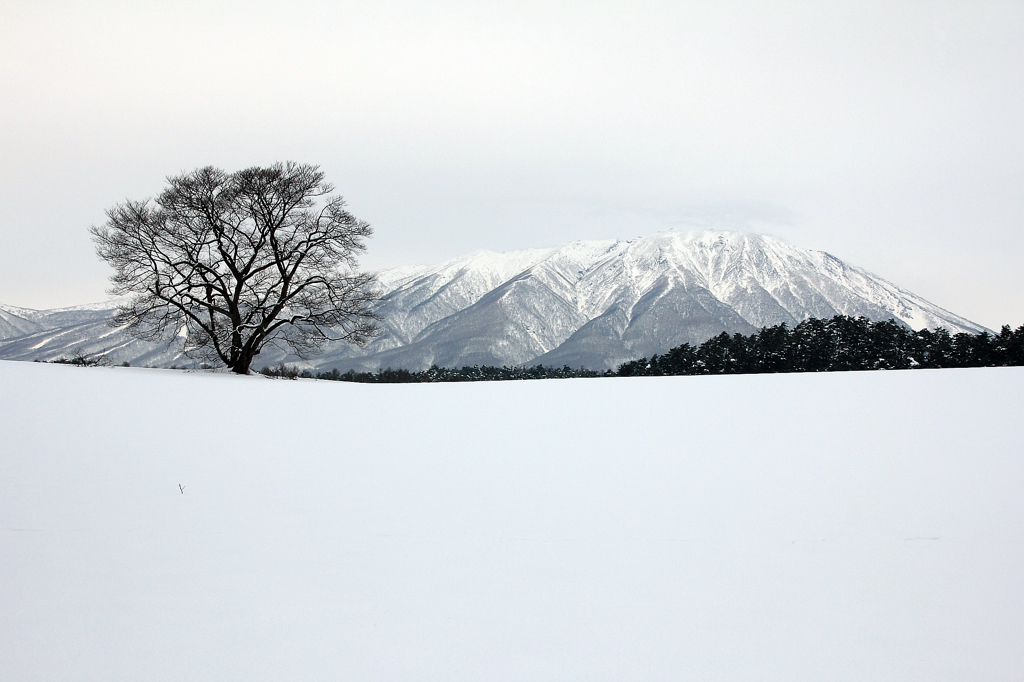 KOIWAI FARM - 鉛空3