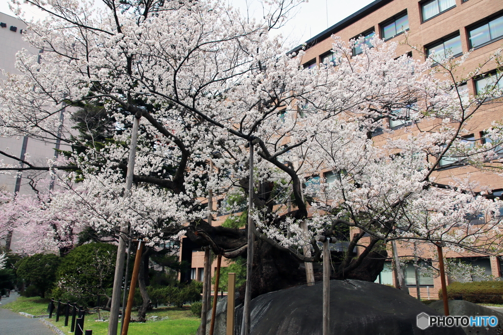 2016盛岡「石割桜」