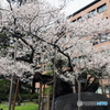 2016盛岡「石割桜」
