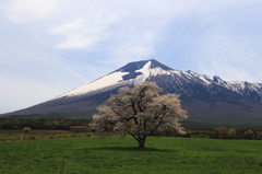 上坊牧野の一本桜