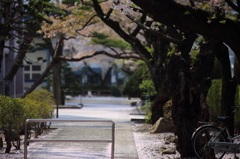 散りてなお…ひらりひらり